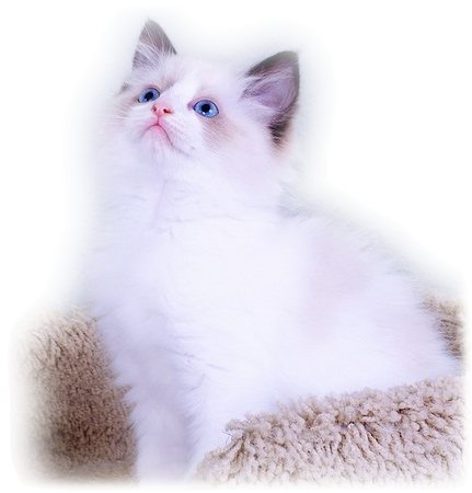 les chats Page