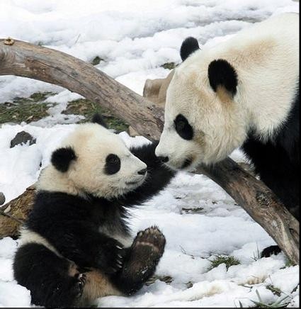 Résultat de recherche d'images pour "photo mignonne panda"