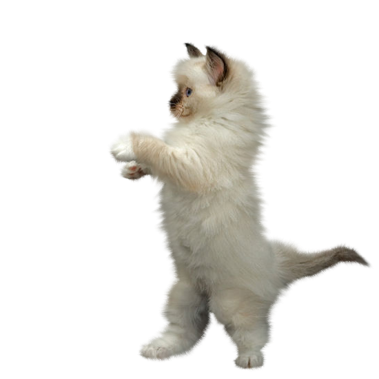 Chat Qui Masse Avec Ses Pattes belle image - Page 61